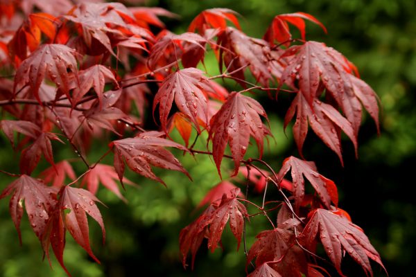 a Red_maple_leaves