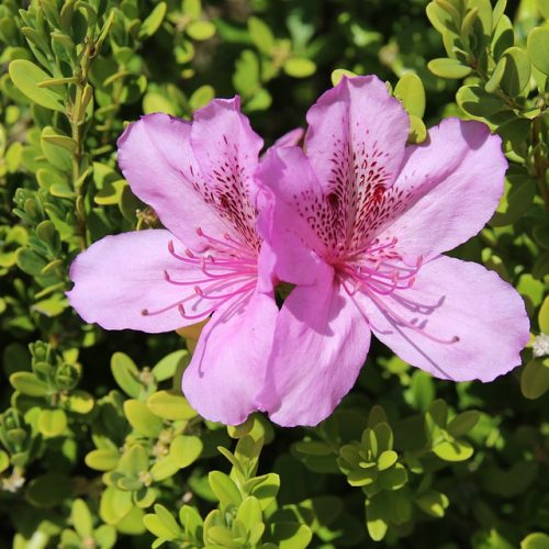 a azalea-1315868_960_720