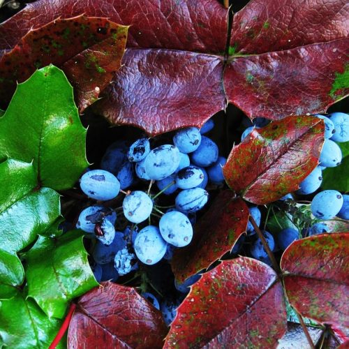 Berries Evergreen Bush The Oregon-grape Berries