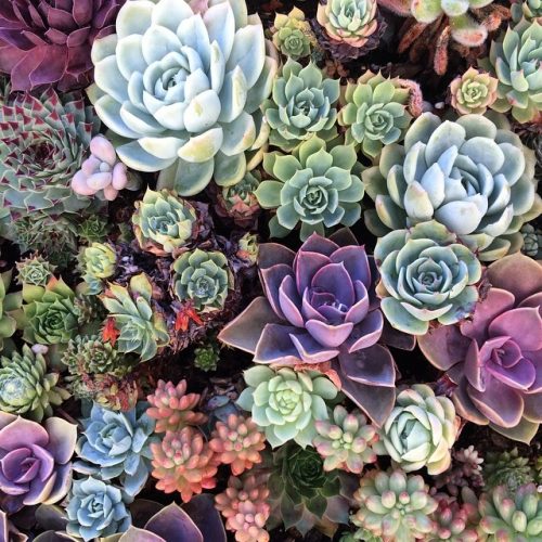 Succulents – Garland Nursery