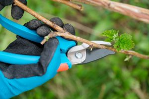raspberry pruning class