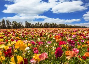 Buttercup Field