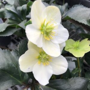 Hellebores