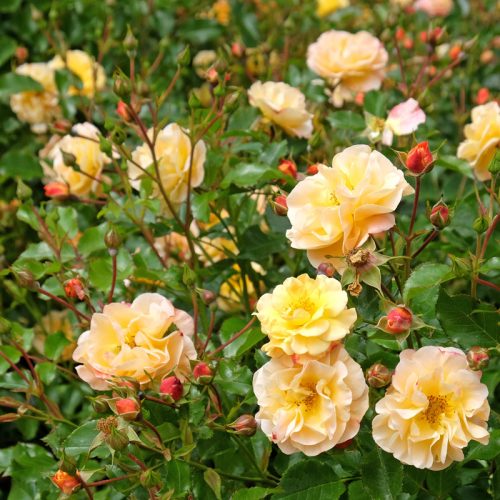 Yellowgroundcoverrose42423