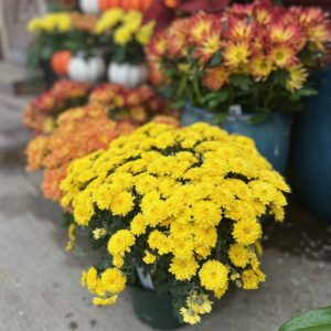 photo of yellow, orange and burgundy mums with a festive fall background