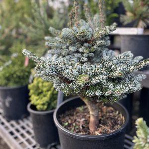 Conifers