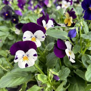 Violas and Pansies