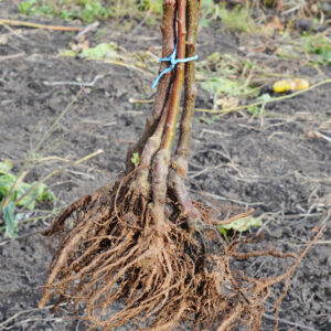 Bareroot